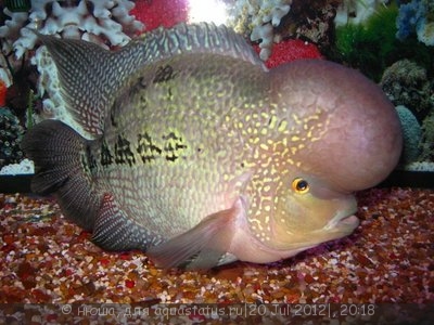Фото Фловерхорн, Флауер Хорн Flowerhorn  (photo#24782)