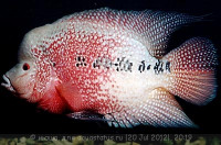 Фото Фловерхорн, Флауер Хорн Flowerhorn  (photo#24783)