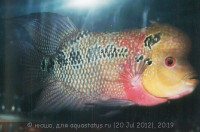 Фото Фловерхорн, Флауер Хорн Flowerhorn  (photo#24784)