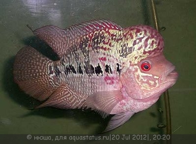 Фото Фловерхорн, Флауер Хорн Flowerhorn  (photo#24786)