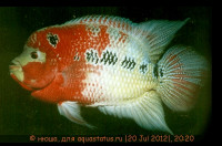 Фото Фловерхорн, Флауер Хорн Flowerhorn  (photo#24787)