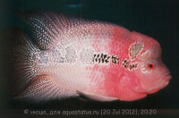 Фото Фловерхорн, Флауер Хорн Flowerhorn  (photo#24788)
