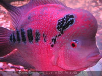 Фото Фловерхорн, Флауер Хорн Flowerhorn  (photo#24789)