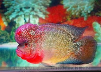 Фото Фловерхорн, Флауер Хорн Flowerhorn  (photo#24790)