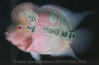 Фото Фловерхорн, Флауер Хорн Flowerhorn  (photo#24791)