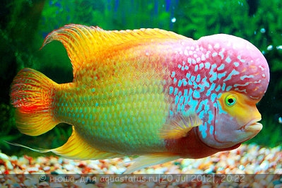 Фото Фловерхорн, Флауер Хорн Flowerhorn  (photo#24792)