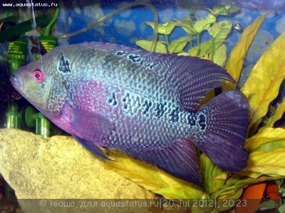 Фото Фловерхорн, Флауер Хорн Flowerhorn  (photo#24793)