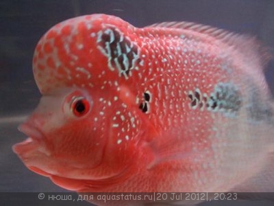 Фото Фловерхорн, Флауер Хорн Flowerhorn  (photo#24794)
