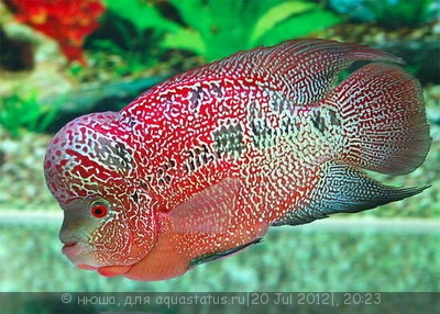 Фото Фловерхорн, Флауер Хорн Flowerhorn  (photo#24795)