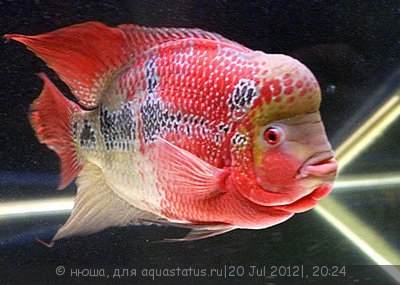 Фото Фловерхорн, Флауер Хорн Flowerhorn  (photo#24796)