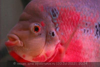 Фото Фловерхорн, Флауер Хорн Flowerhorn  (photo#24797)