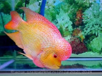 Фото Фловерхорн, Флауер Хорн Flowerhorn  (photo#24798)
