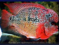 Фото Фловерхорн, Флауер Хорн Flowerhorn  (photo#24799)