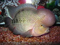 Фото Фловерхорн, Флауер Хорн Flowerhorn  (photo#24800)