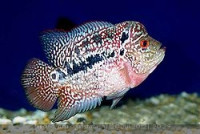 Фото Фловерхорн, Флауер Хорн Flowerhorn  (photo#24801)