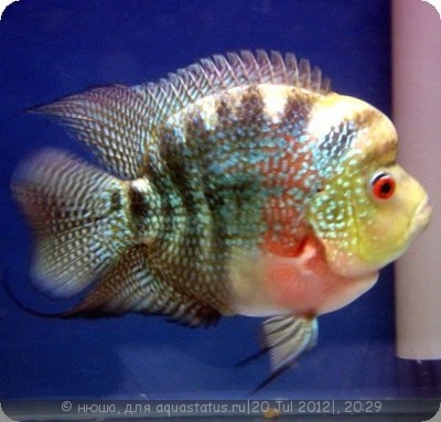 Фото Фловерхорн, Флауер Хорн Flowerhorn  (photo#24802)