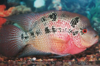 Фото Фловерхорн, Флауер Хорн Flowerhorn  (photo#24803)