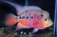 Фото Фловерхорн, Флауер Хорн Flowerhorn  (photo#24804)