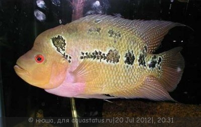 Фото Фловерхорн, Флауер Хорн Flowerhorn  (photo#24805)