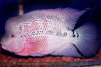 Фото Фловерхорн, Флауер Хорн Flowerhorn  (photo#24806)