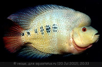 Фото Фловерхорн, Флауер Хорн Flowerhorn  (photo#24807)