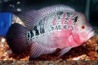 Фото Фловерхорн, Флауер Хорн Flowerhorn  (photo#24808)