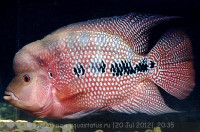 Фото Фловерхорн, Флауер Хорн Flowerhorn  (photo#24809)