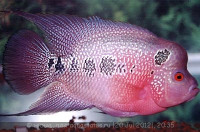 Фото Фловерхорн, Флауер Хорн Flowerhorn  (photo#24810)