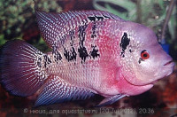 Фото Фловерхорн, Флауер Хорн Flowerhorn  (photo#24811)