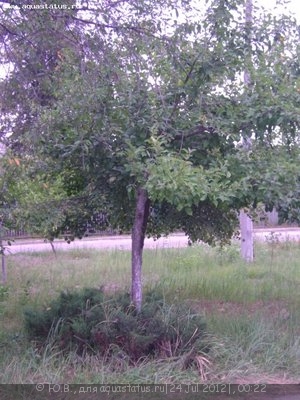 Фото Конкурс Аквариум на рабочем столе вместо пепельницы от ХКА TetraДОН  (photo#24934)