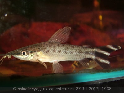Фото Дианема полосатохвостая Dianema urostriata  (photo#25026)