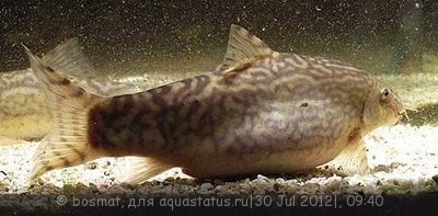 Мой аквариум "Боцарий" 280 литров (bosmat )
