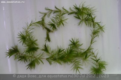 Маленькая  часть  райского  уголка (дядя  Вова)