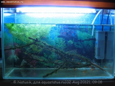 Мой первый аквариум 70 литров (Natusik)
