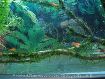Мой первый аквариум 70 литров (Natusik)