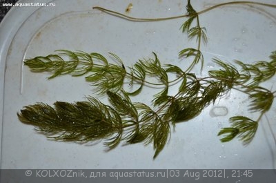 Опознание аквариумных растений
