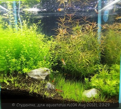 Фото Мои аквариумы кубики по 30 литров Студентка  (photo#25324)