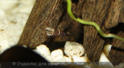 Фото Мои аквариумы кубики по 30 литров Студентка  (photo#25357)