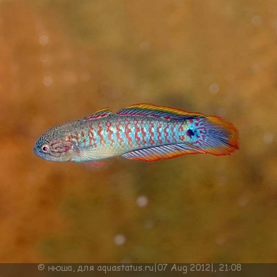 Фото Элеотрис ковровый Tateurndina ocellicauda  (photo#25462)