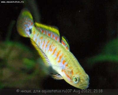 Фото Элеотрис ковровый Tateurndina ocellicauda  (photo#25469)