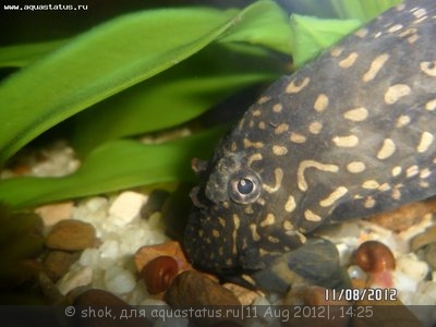 Фото У сомика появились наросты. Что это? (photo#25571)