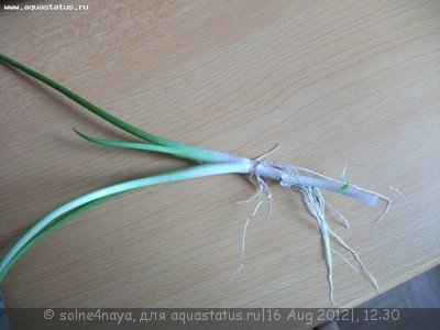 Опознание аквариумных растений