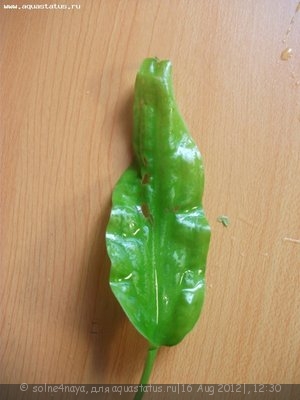 Опознание аквариумных растений
