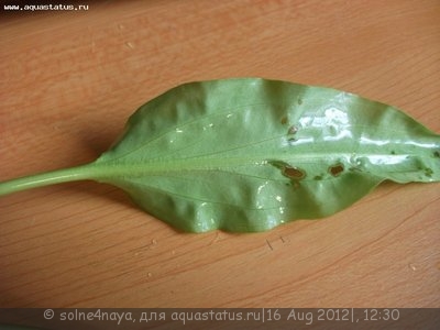 Опознание аквариумных растений