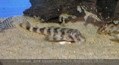 Фото Декейзерия Бабочка Dekeyseria Brachyura  (photo#25674)