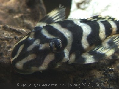 Фото Декейзерия Бабочка Dekeyseria Brachyura  (photo#25677)