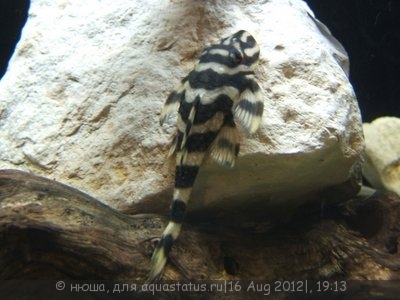 Фото Декейзерия Бабочка Dekeyseria Brachyura  (photo#25678)