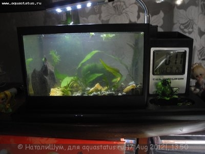 Фото Аквариум - дорогой сердцу подарок на 2 литра НаталиШум  (photo#25718)
