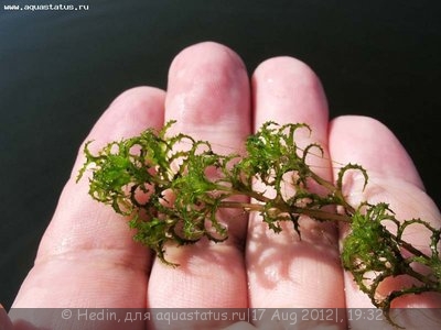 Опознание аквариумных растений