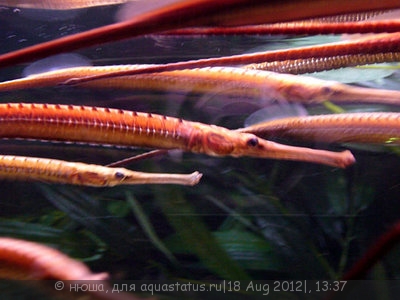 Фото Микрофис Смита Microphis brachyurus aculeatus  (photo#25749)